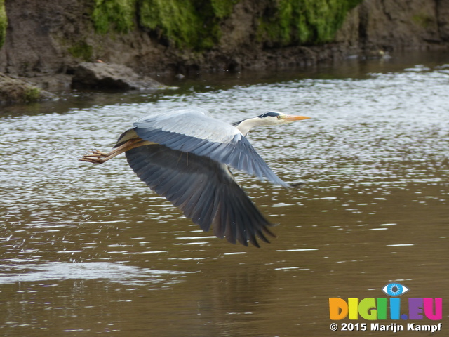 FZ012535 Grey Heron (Ardea cinerea) in flight